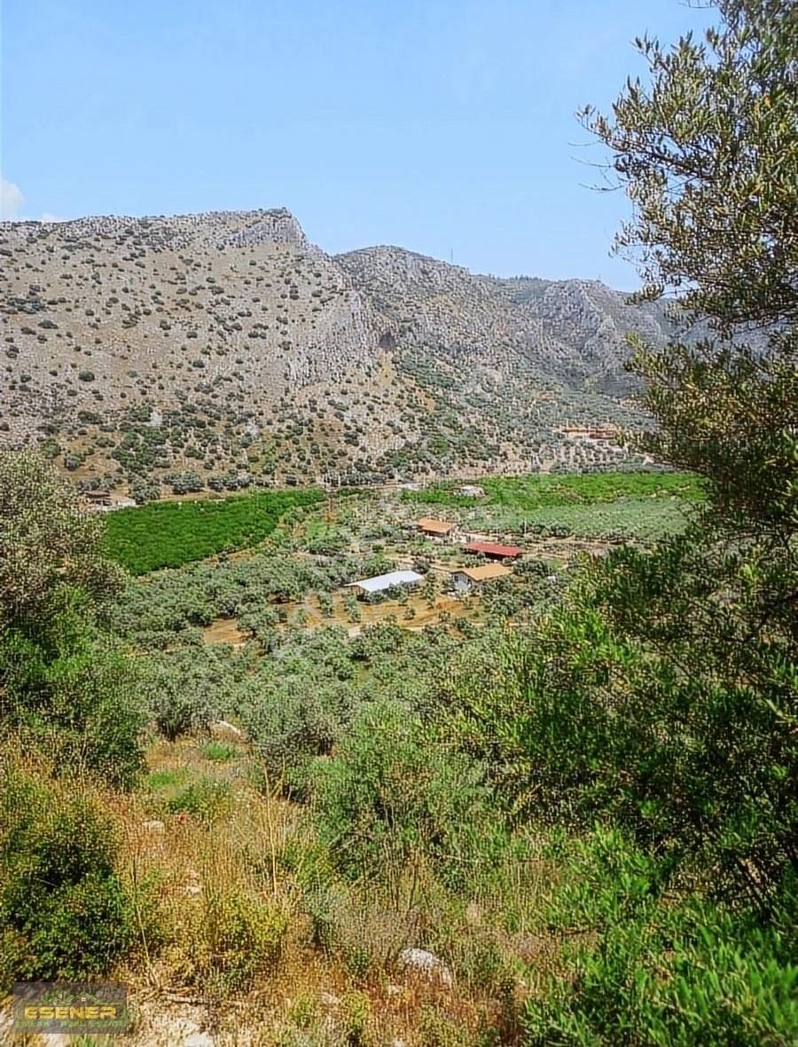 İzmir Selçuk Şirince Satılık Zeytinlik - Görsel 11