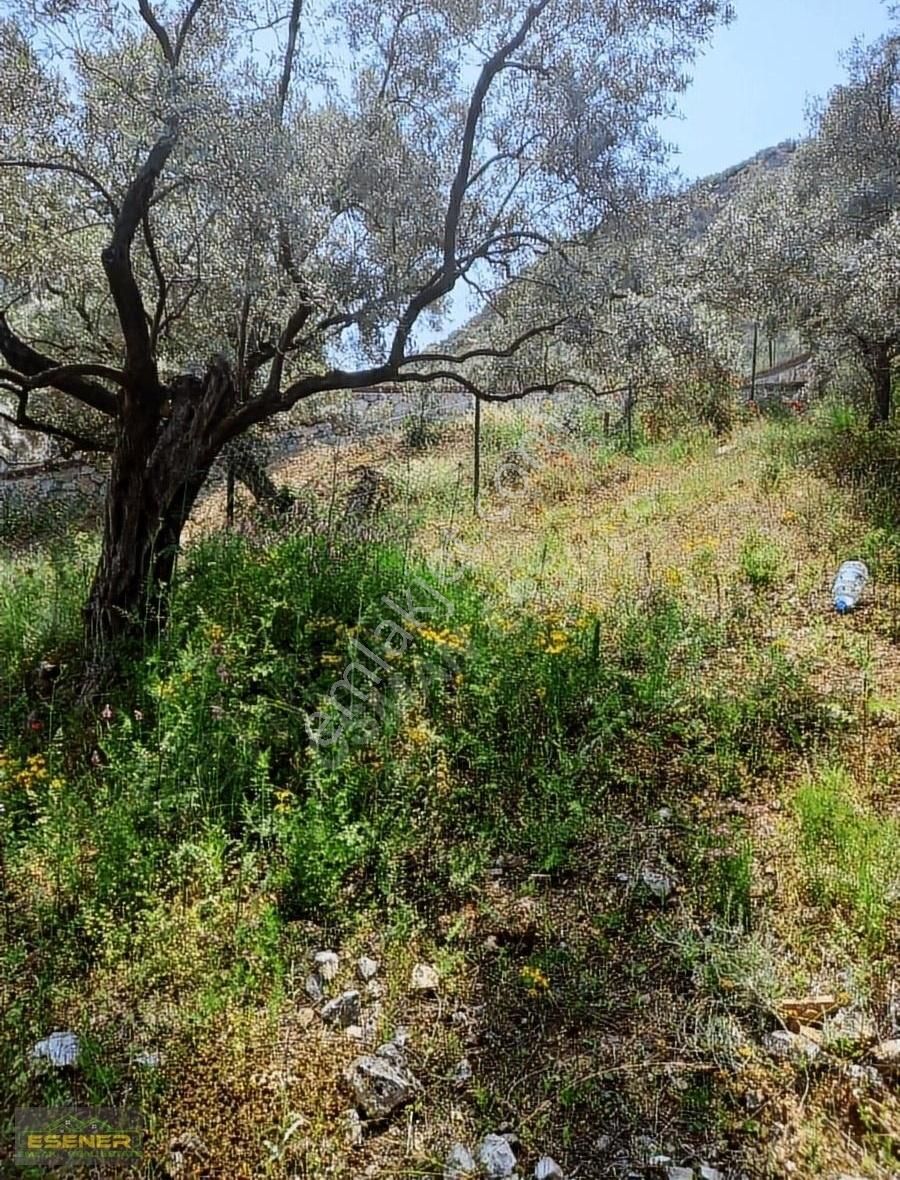 İzmir Selçuk Şirince Satılık Zeytinlik - Görsel 9