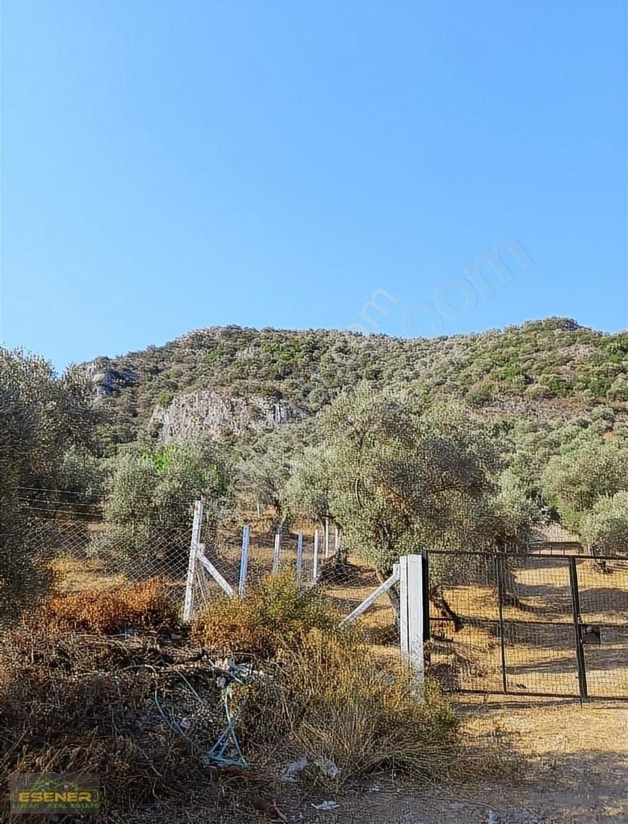 İzmir Selçuk Şirince Satılık Zeytinlik - Görsel 16