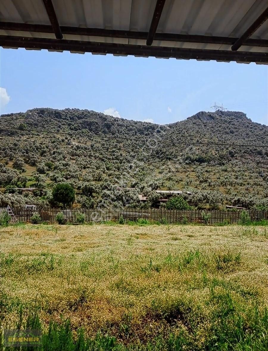 İzmir Selçuk Şirince Satılık Zeytinlik - Görsel 12