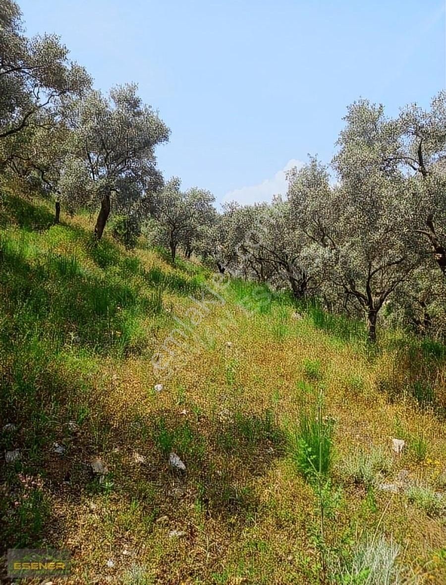 İzmir Selçuk Şirince Satılık Zeytinlik - Görsel 6