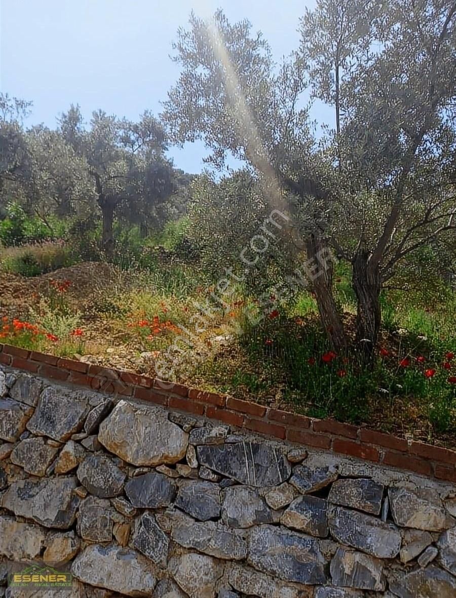 İzmir Selçuk Şirince Satılık Zeytinlik - Görsel 2