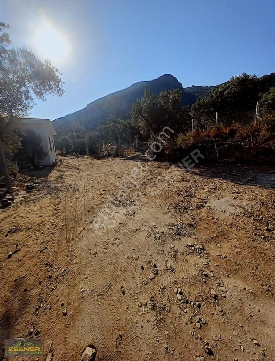 İzmir Selçuk Şirince Satılık Zeytinlik - Görsel 3