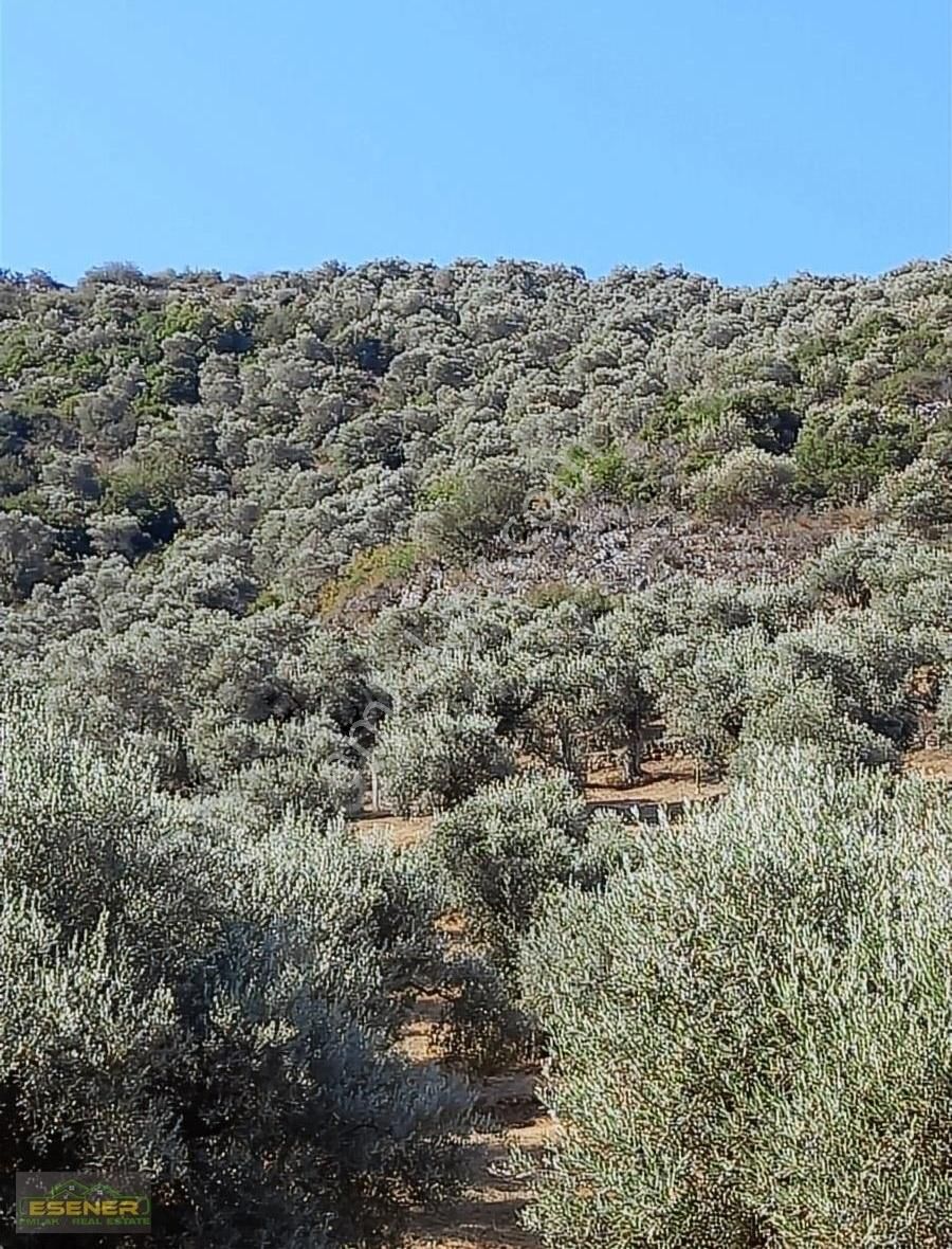 İzmir Selçuk Şirince Satılık Zeytinlik - Görsel 7