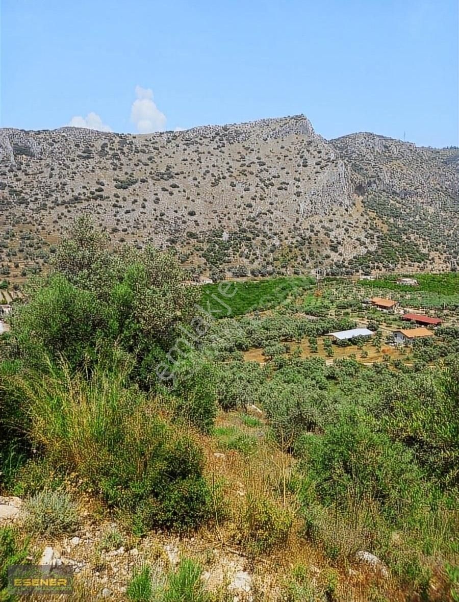 İzmir Selçuk Şirince Satılık Zeytinlik - Görsel 8