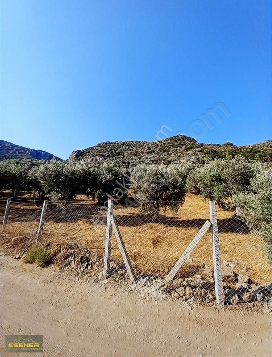 İzmir Selçuk Şirince Satılık Zeytinlik - Görsel 4