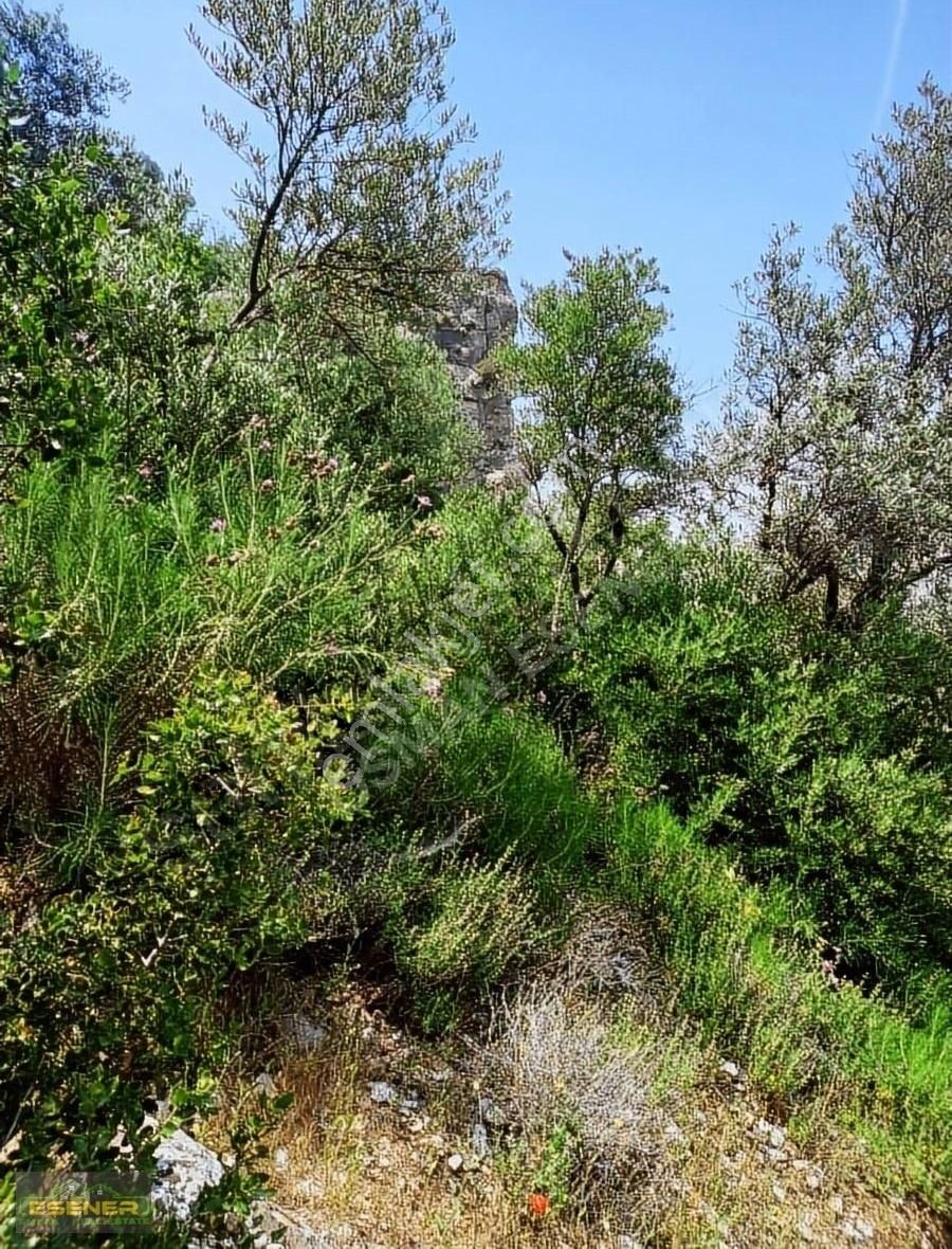 İzmir Selçuk Şirince Satılık Zeytinlik - Görsel 13