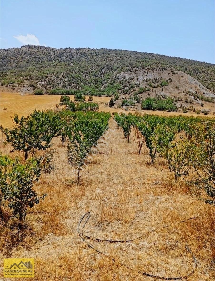 Mükemmel Uygun Fiyatlı Kiraz Bahçesi