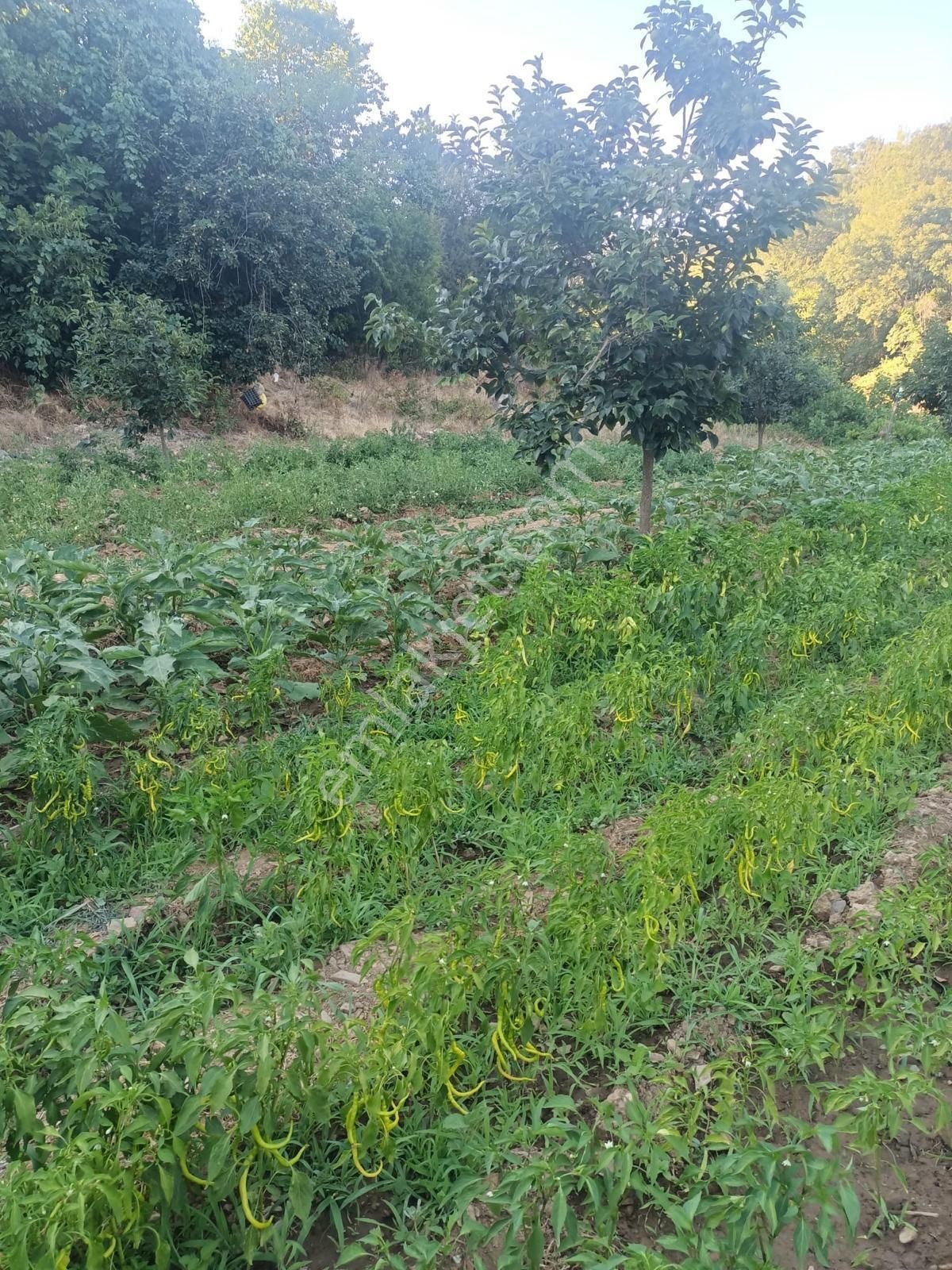 Bayındır Kızılkeçili’de Satılık Bahçe - Görsel 10