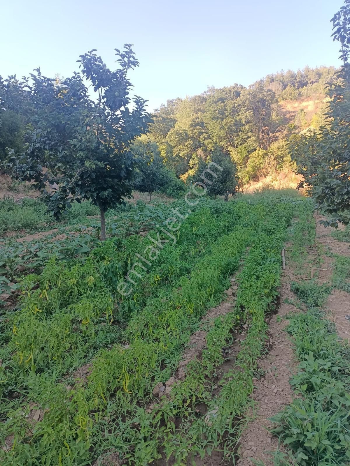 Bayındır Kızılkeçili’de Satılık Bahçe - Görsel 2