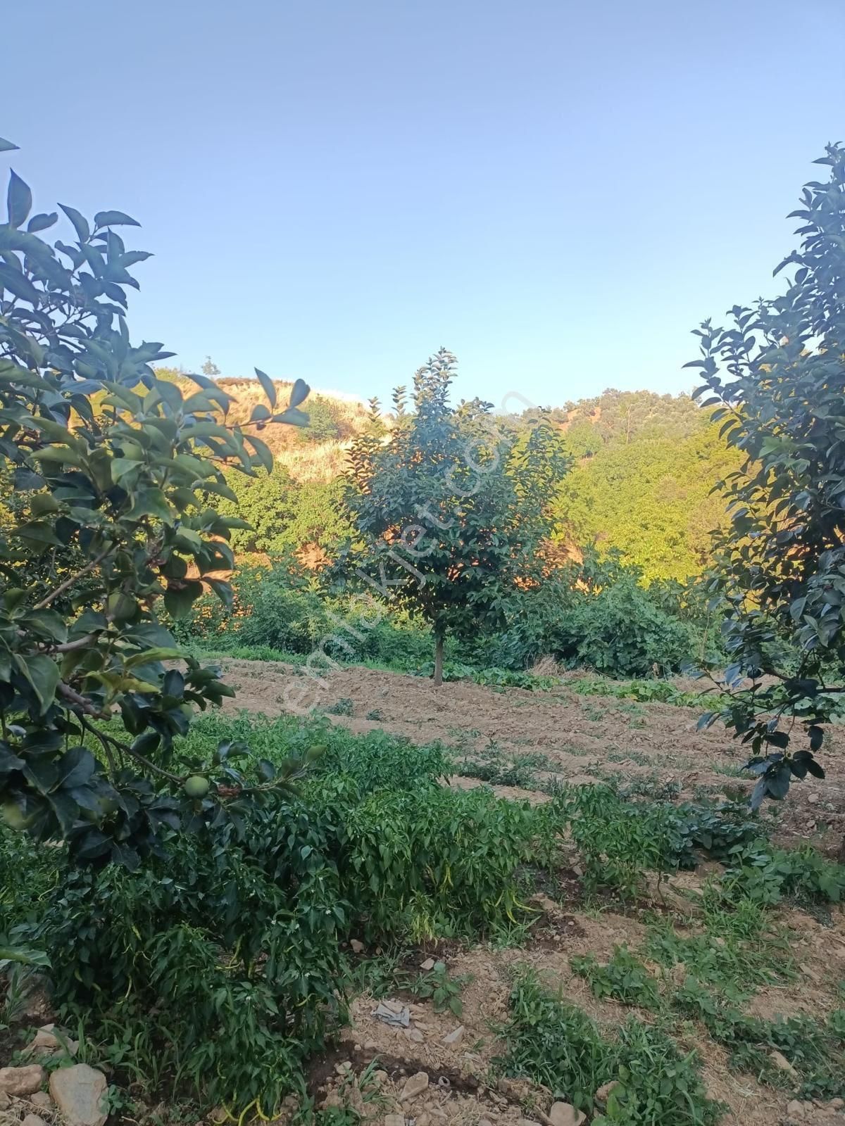 Bayındır Kızılkeçili’de Satılık Bahçe