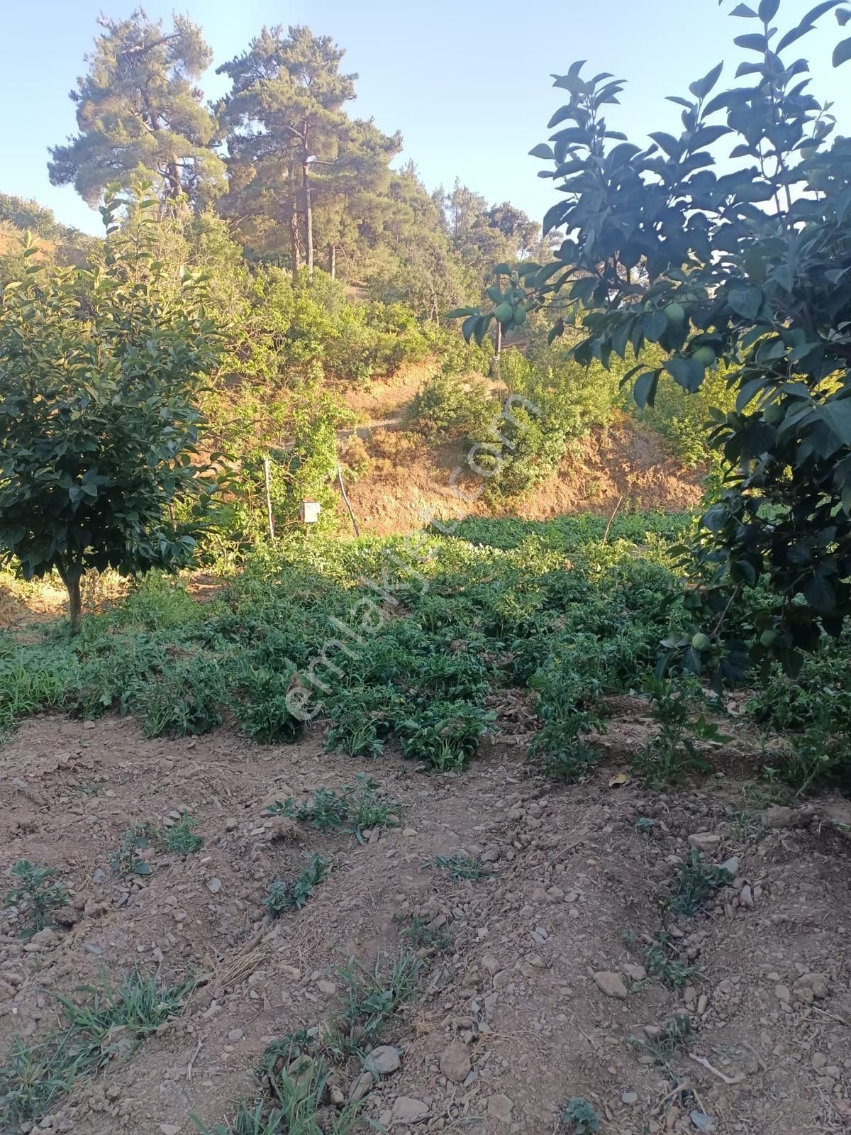 Bayındır Kızılkeçili’de Satılık Bahçe - Görsel 9
