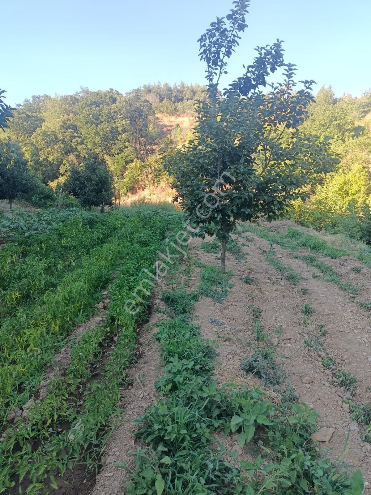 Bayındır Kızılkeçili’de Satılık Bahçe - Görsel 7