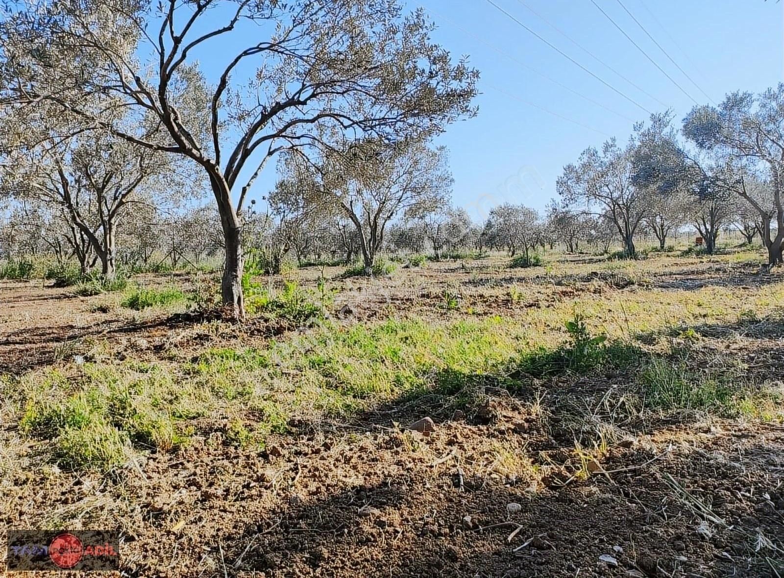 Bölcek Mah. Yatırımlık Zeytinlik - Görsel 23