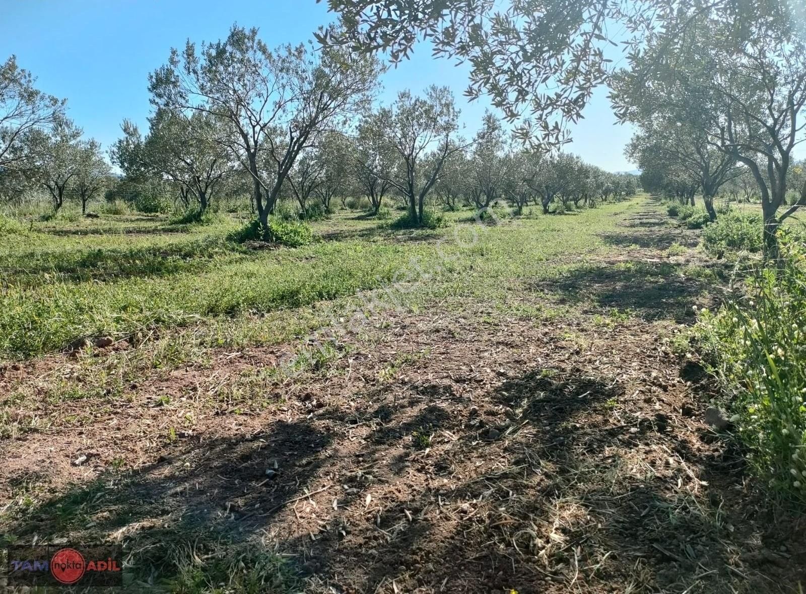 Bölcek Mah. Yatırımlık Zeytinlik - Görsel 12