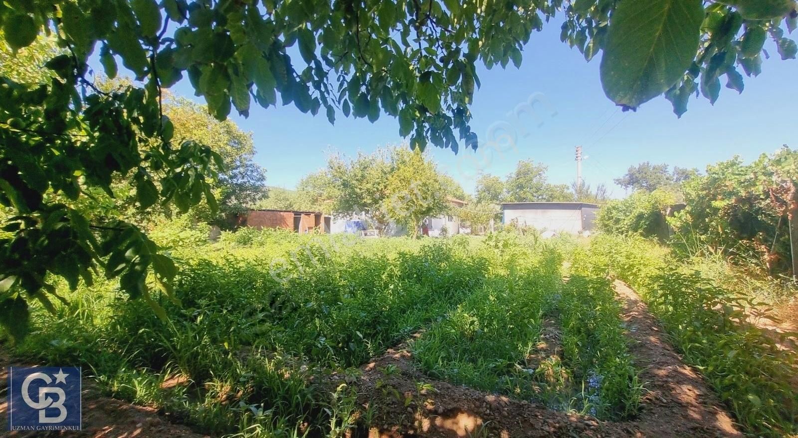 Ula Mahallesi Meyva Ağaçlı Bağ Evi Ve Arsası - Görsel 30
