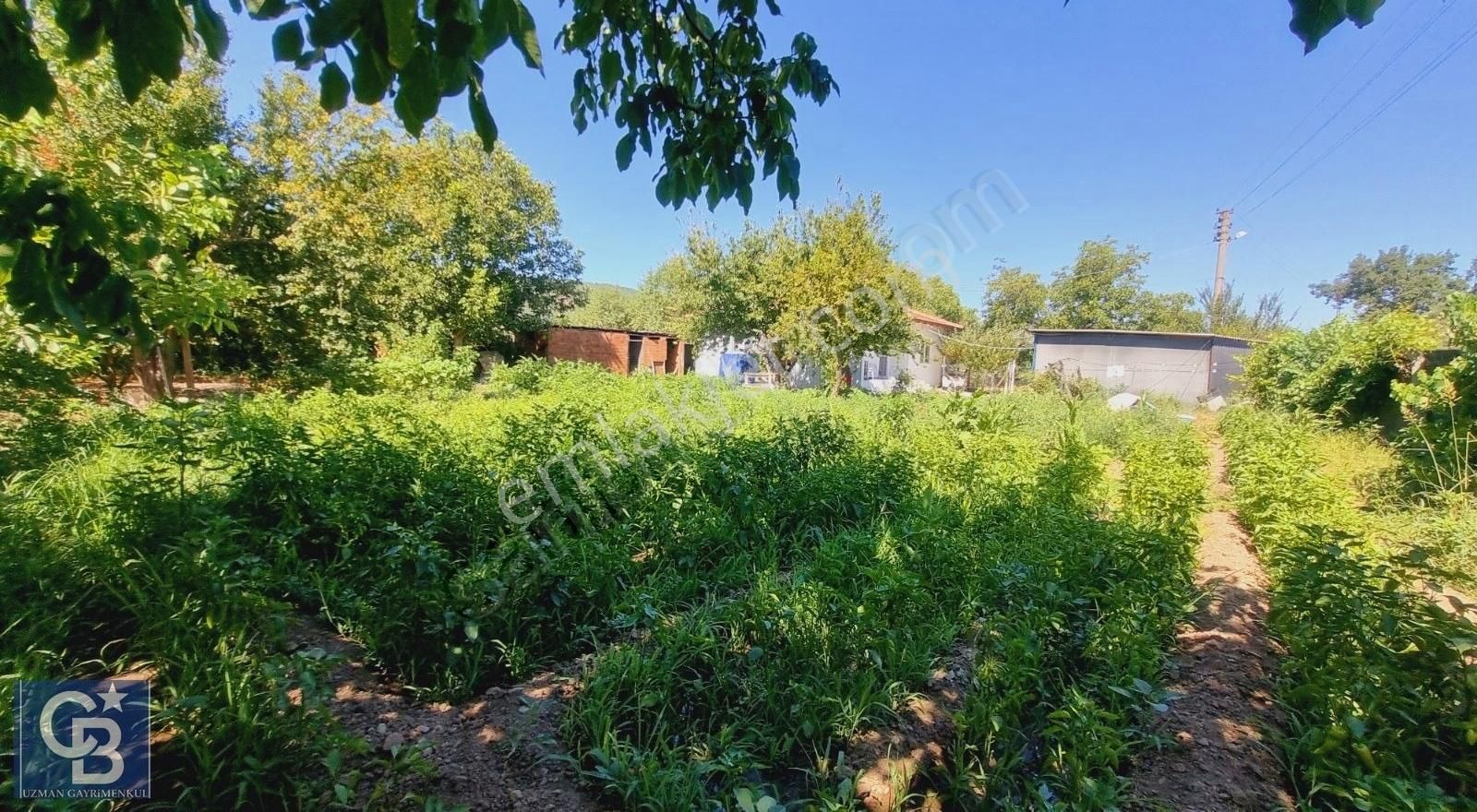 Ula Mahallesi Meyva Ağaçlı Bağ Evi Ve Arsası - Görsel 17