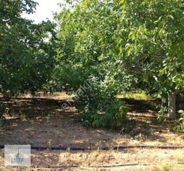 Bursa Orhangazi Fındıklı Mahalesi Satılık 4441 M2 Ceviz Bahçesi