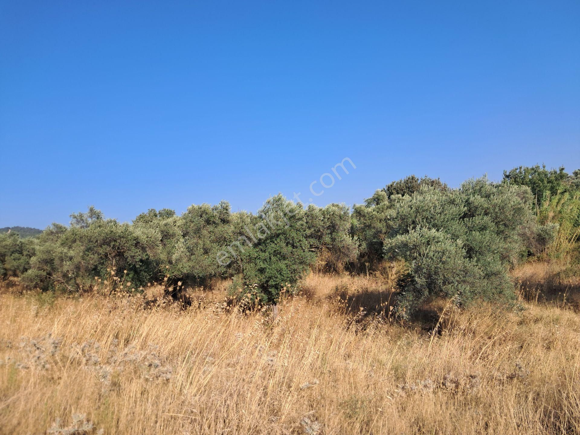 İzmir Torbalı Gold Emlaktan Satılık Zeytinli Tarla