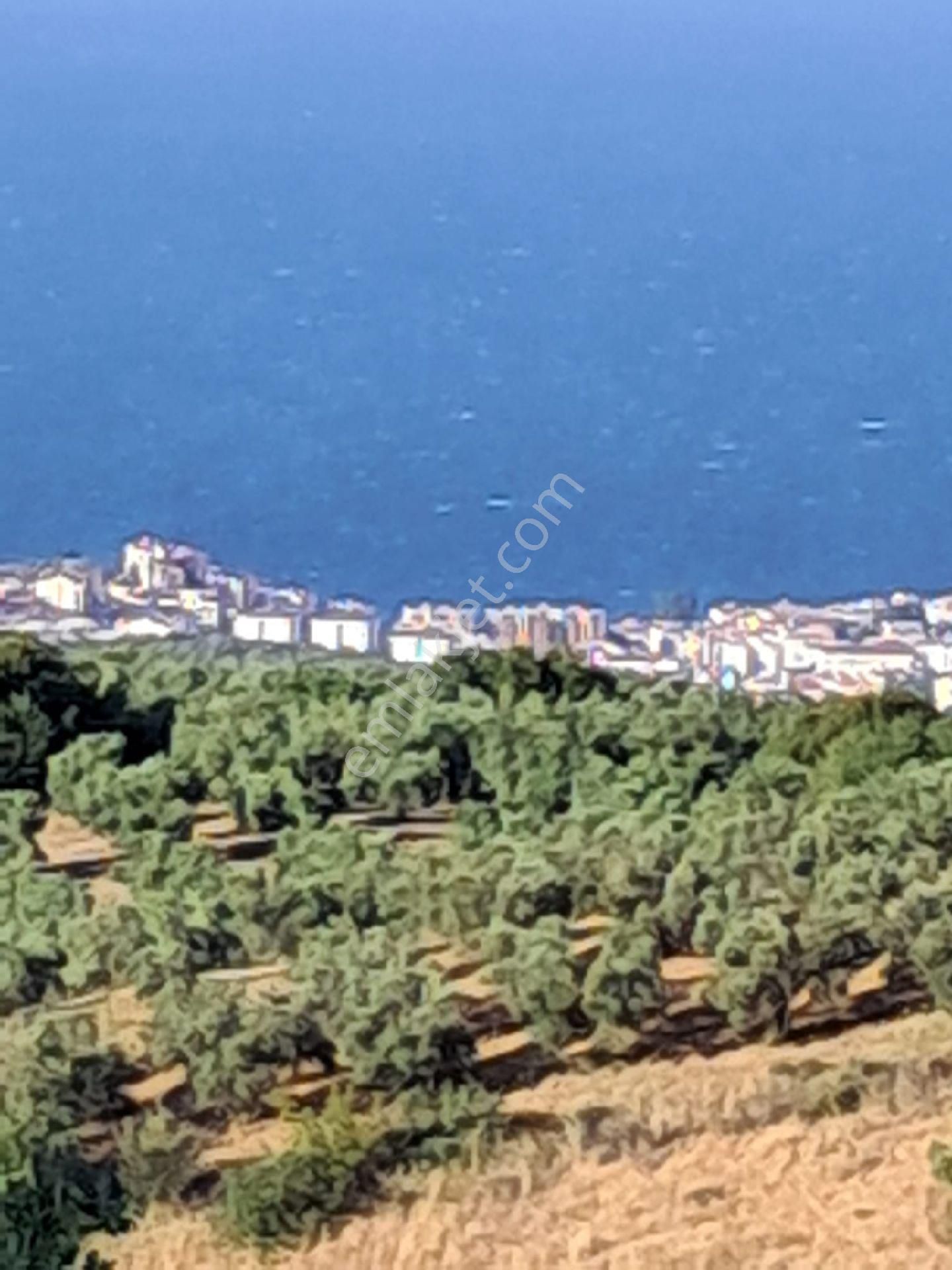 Bursa Mudanya Çepnide Satılık Tarla - Görsel 17