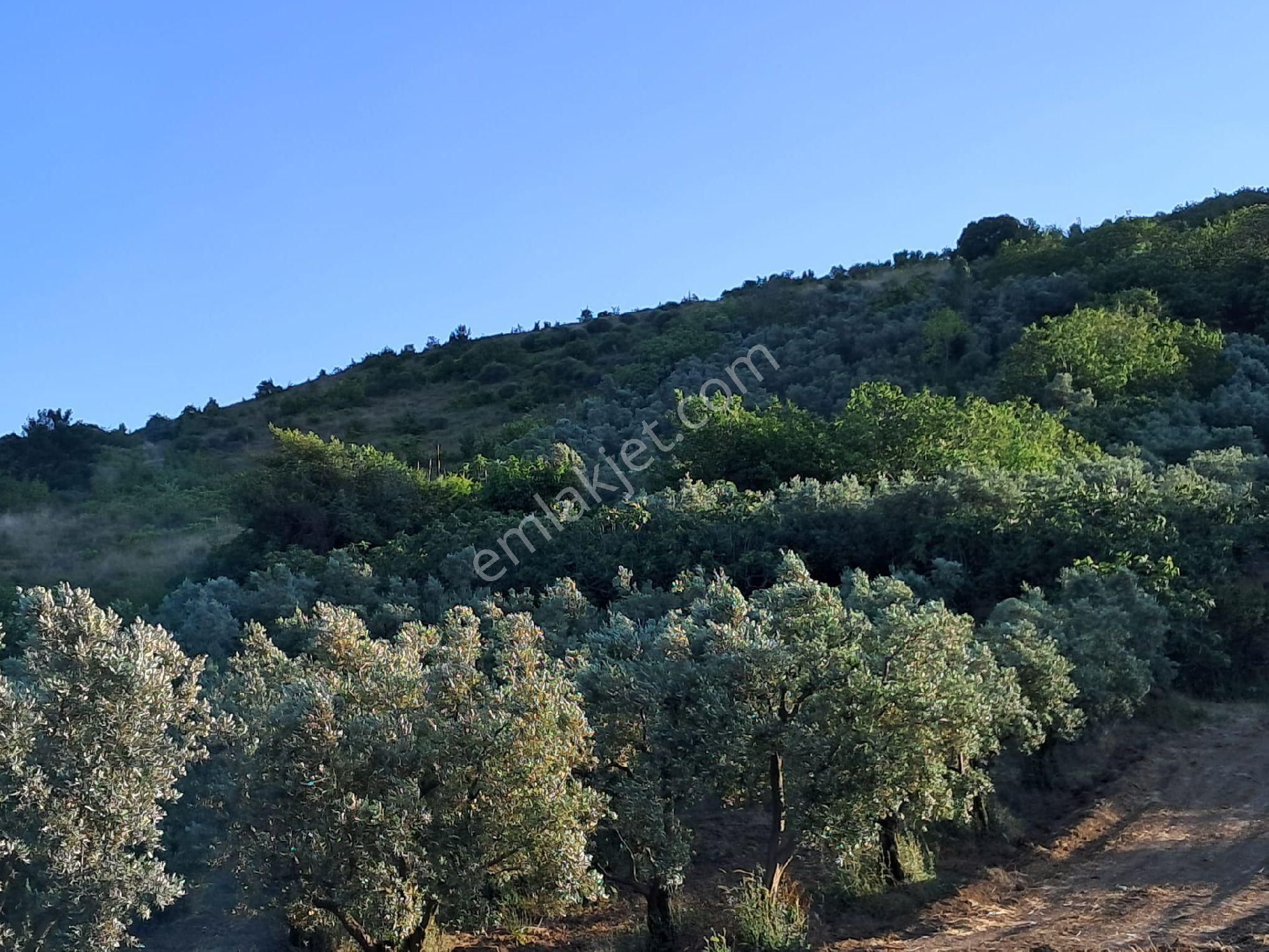 Bursa Mudanya Çepnide Satılık Tarla - Görsel 9