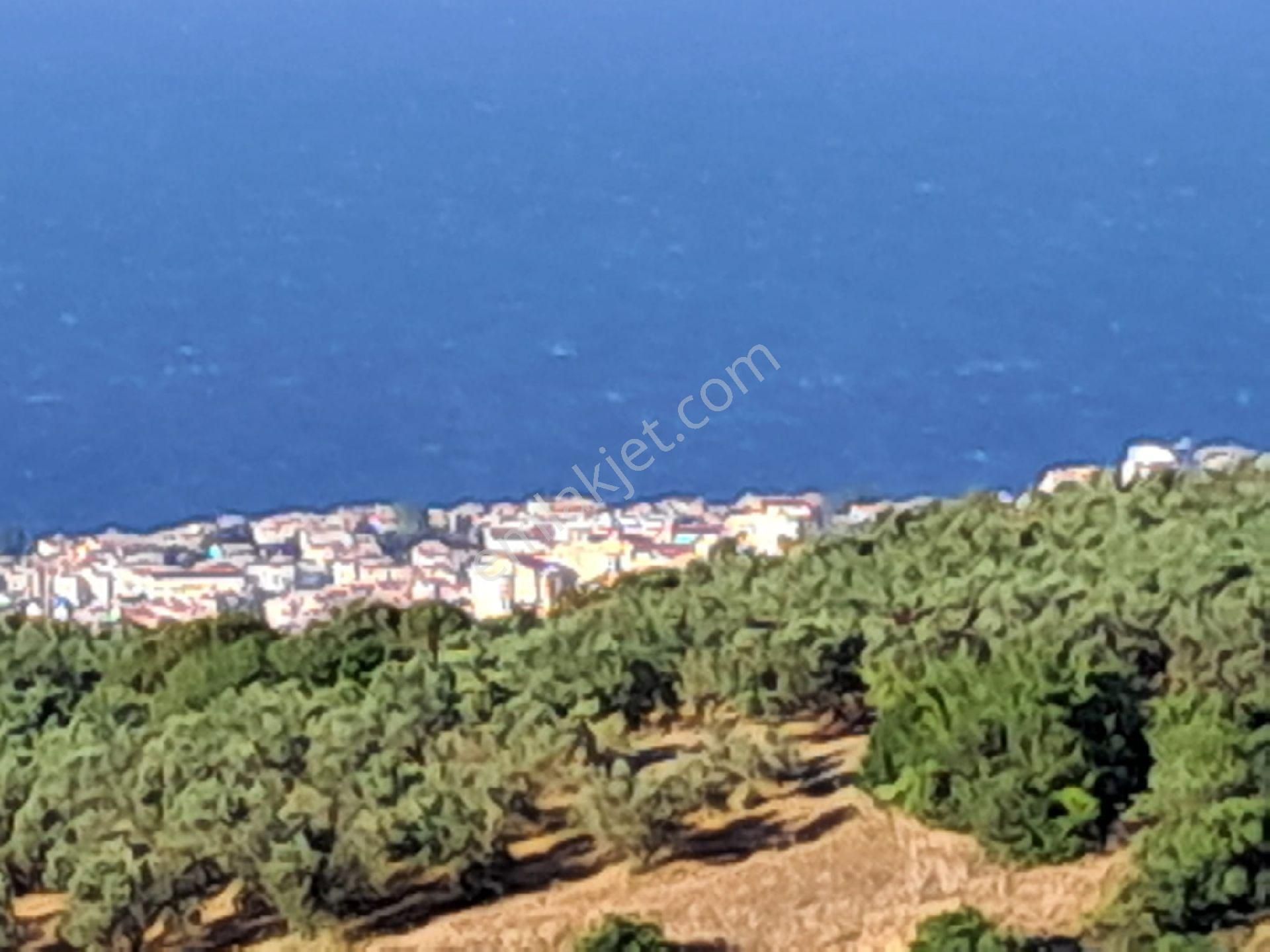 Bursa Mudanya Çepnide Satılık Tarla - Görsel 11