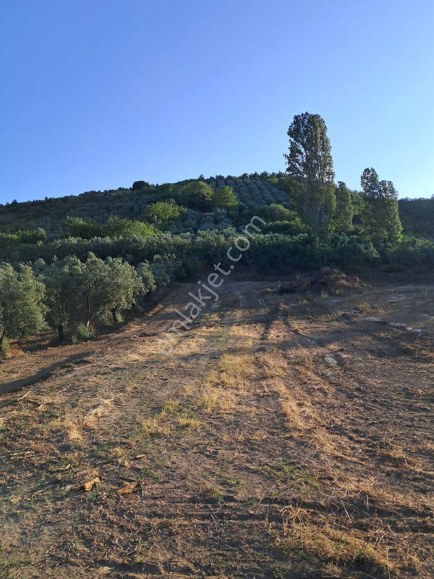 Bursa Mudanya Çepnide Satılık Tarla - Görsel 8