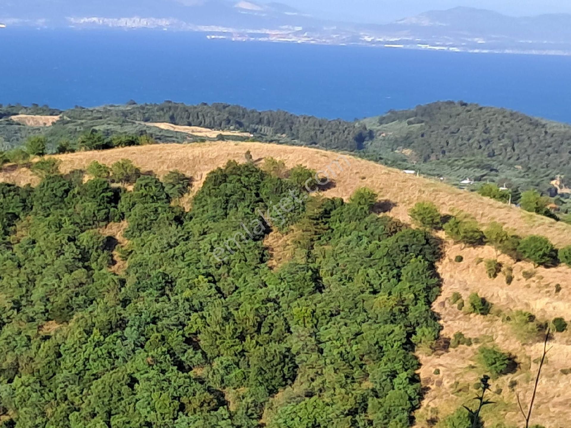 Bursa Mudanya Çepnide Satılık Tarla - Görsel 5