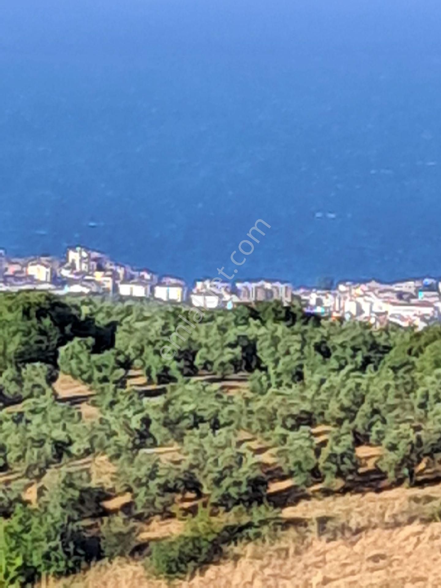 Bursa Mudanya Çepnide Satılık Tarla - Görsel 23