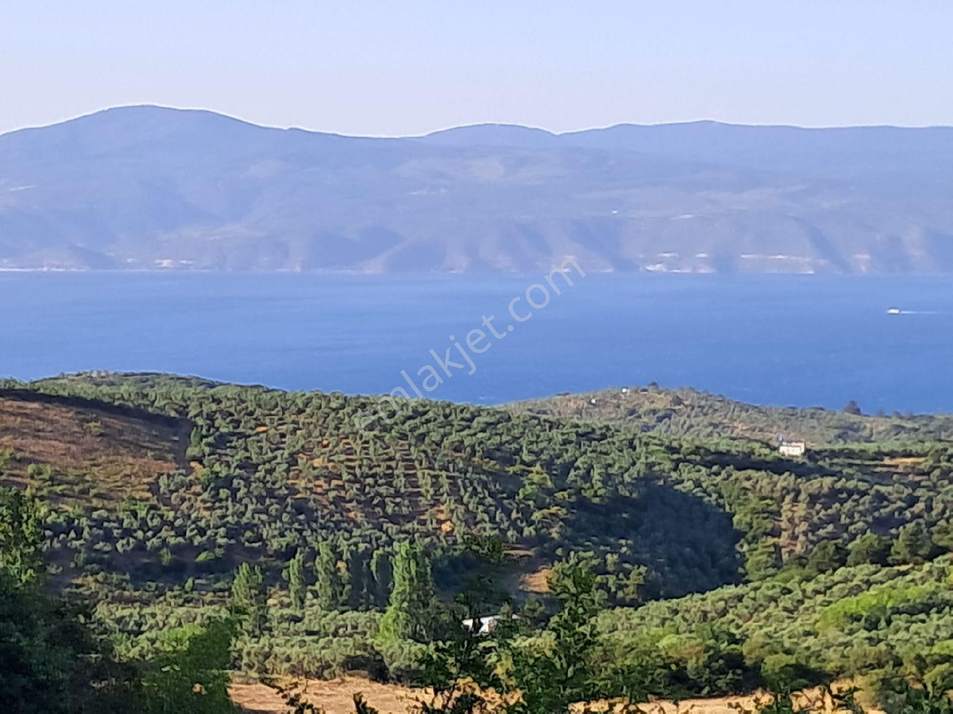 Bursa Mudanya Çepnide Satılık Tarla - Görsel 4