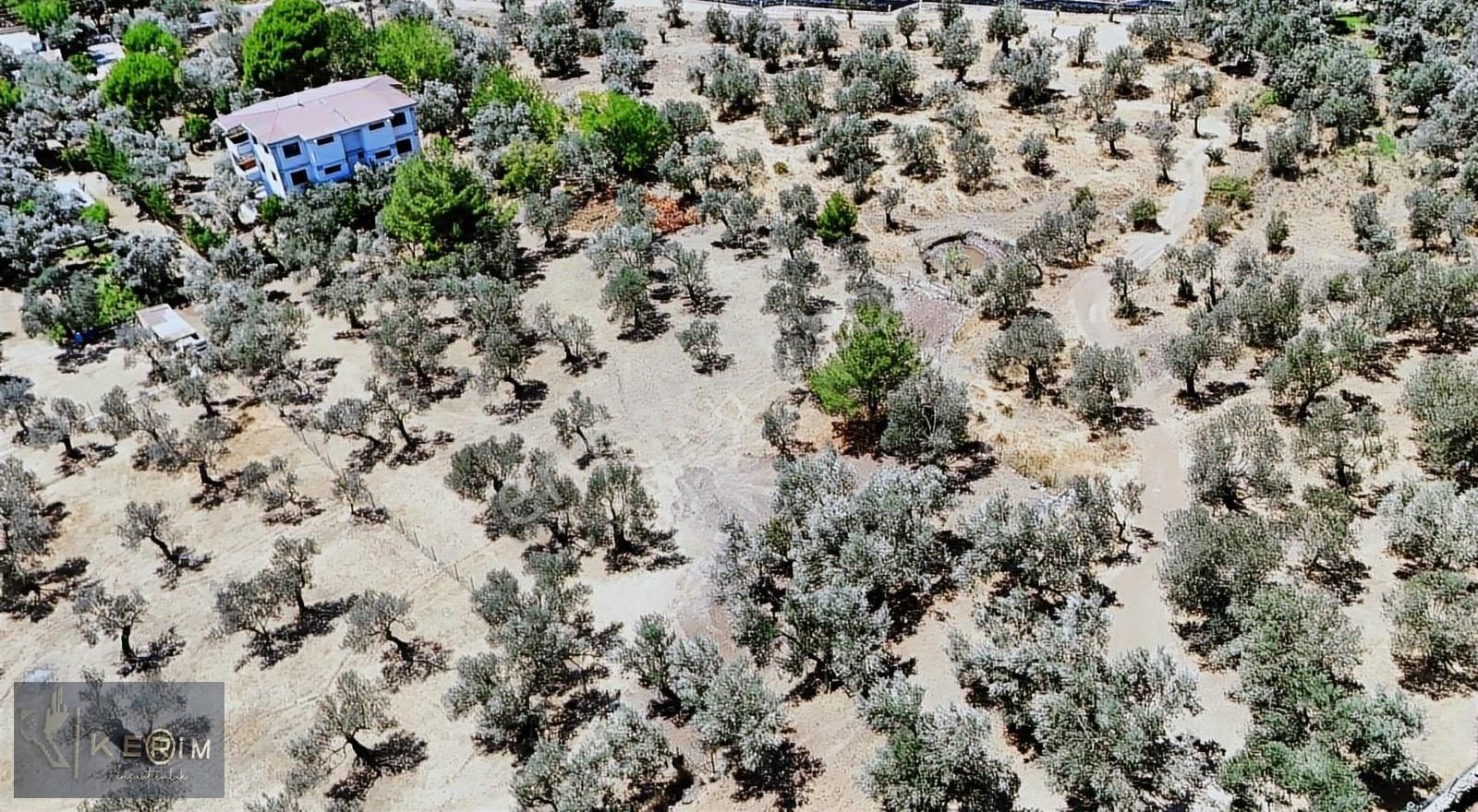 Kerim'den Satılık Avcılar'da İmar Sınırında Yatırımlık Zeytinlik - Görsel 10