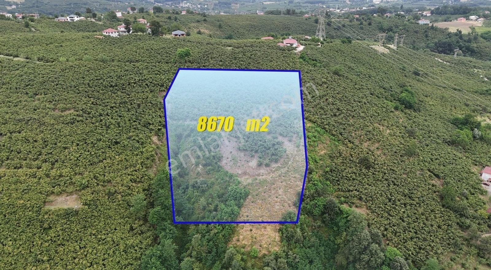 Öz-emmaxtan Gökçeçakmakta Satılık 8670 M2 Fındık Tarlası - Görsel 4