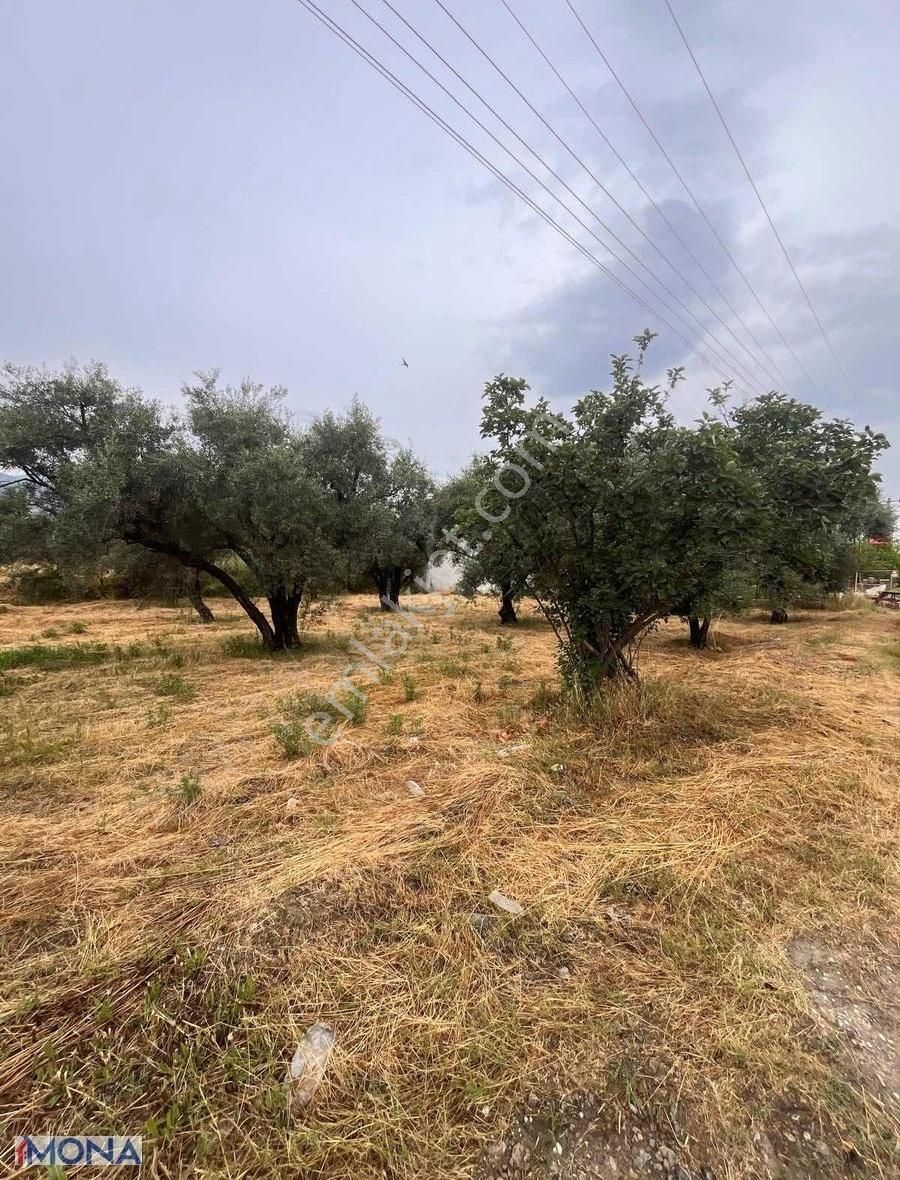Karacasu Esençay Köyünde 3250 Metrekare Nar Ve Zeytin Bahçesi - Görsel 2