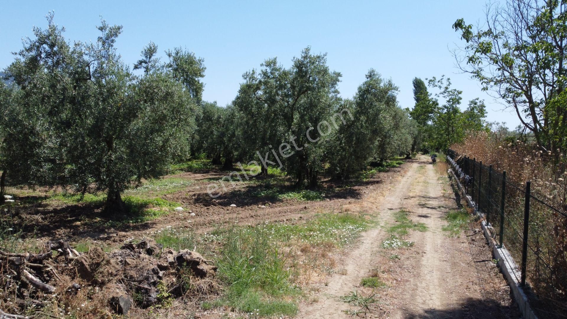 Beka Gayrimenkul'den Yeniköy Altında 3772 M2 Göle Çok Yakın Resmi Yol Cephelitarla - Görsel 3