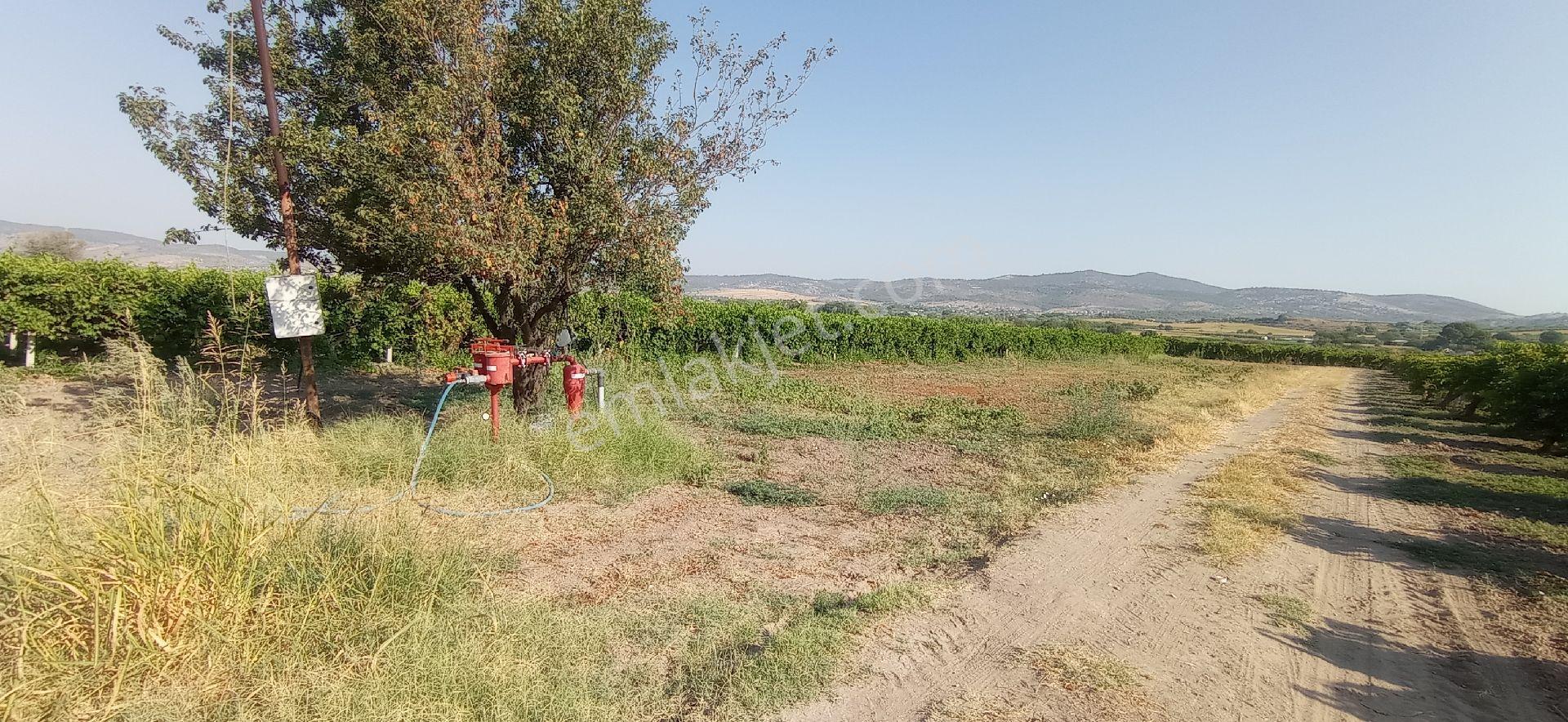 Üçpinar Balkan Ovasinda Satilik Bağ - Görsel 15