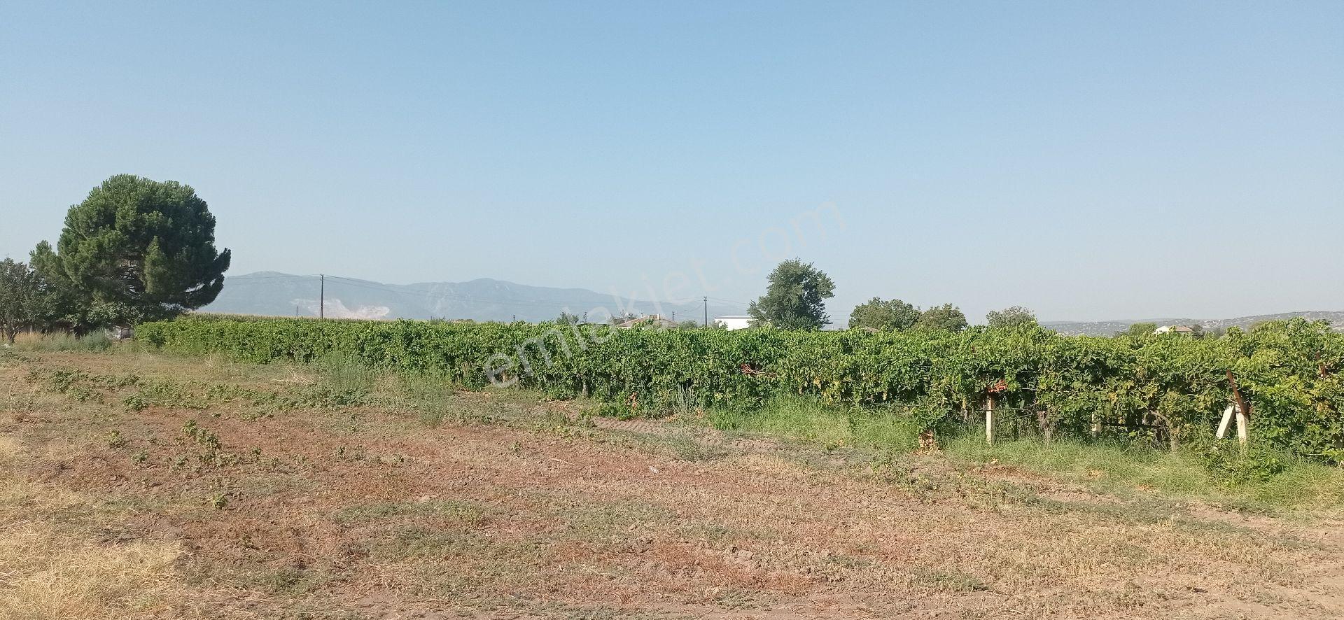 Üçpinar Balkan Ovasinda Satilik Bağ - Görsel 5