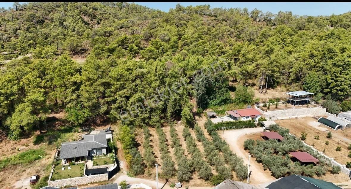 Satılık Tarla – Fethiye Kargı Mahallesi’nde 1.492 M² Zeytinlik