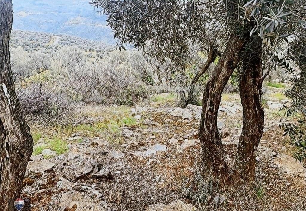 Bayındır Kızıloba 785 M2 Yolu Ve Verimli Ağaçlı Satılık Tarla - Görsel 14