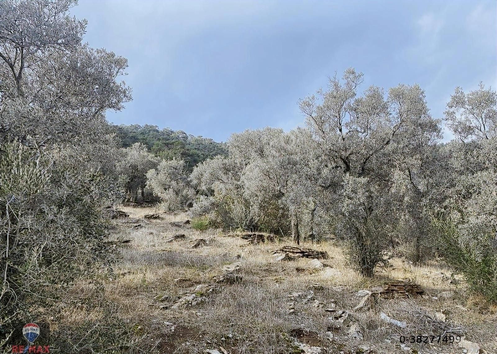 Bayındır Kızıloba 785 M2 Yolu Ve Verimli Ağaçlı Satılık Tarla - Görsel 15