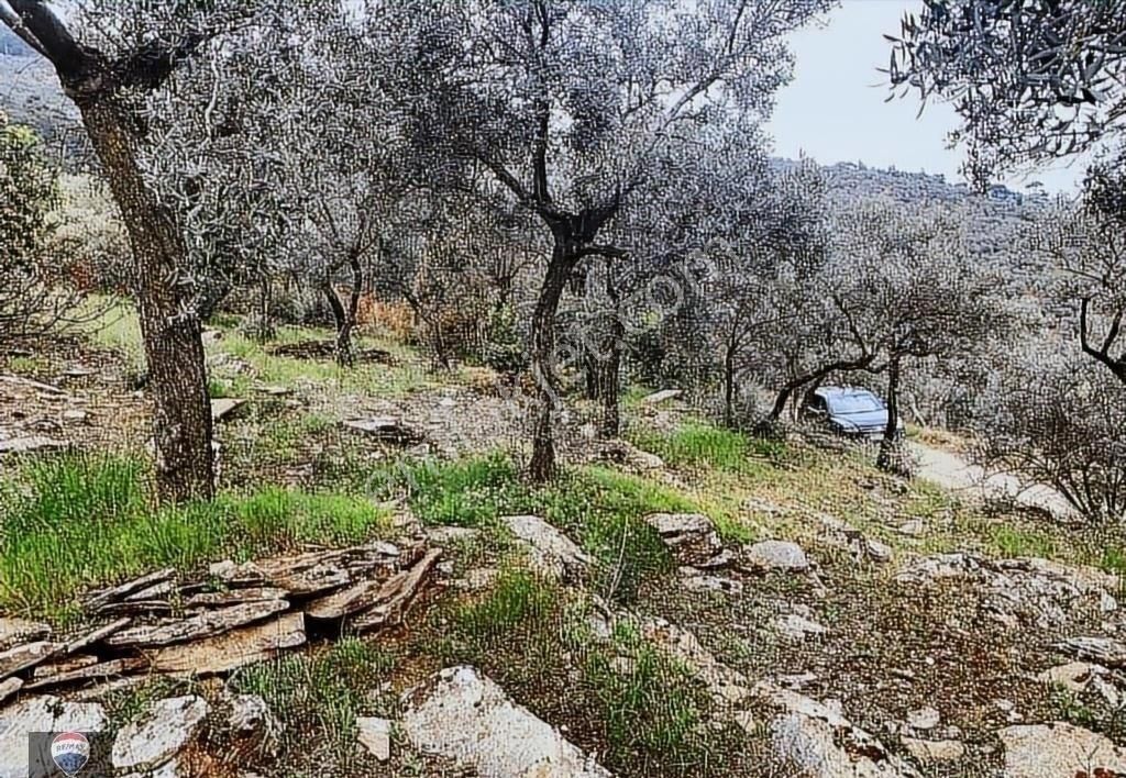 Bayındır Kızıloba 785 M2 Yolu Ve Verimli Ağaçlı Satılık Tarla - Görsel 8