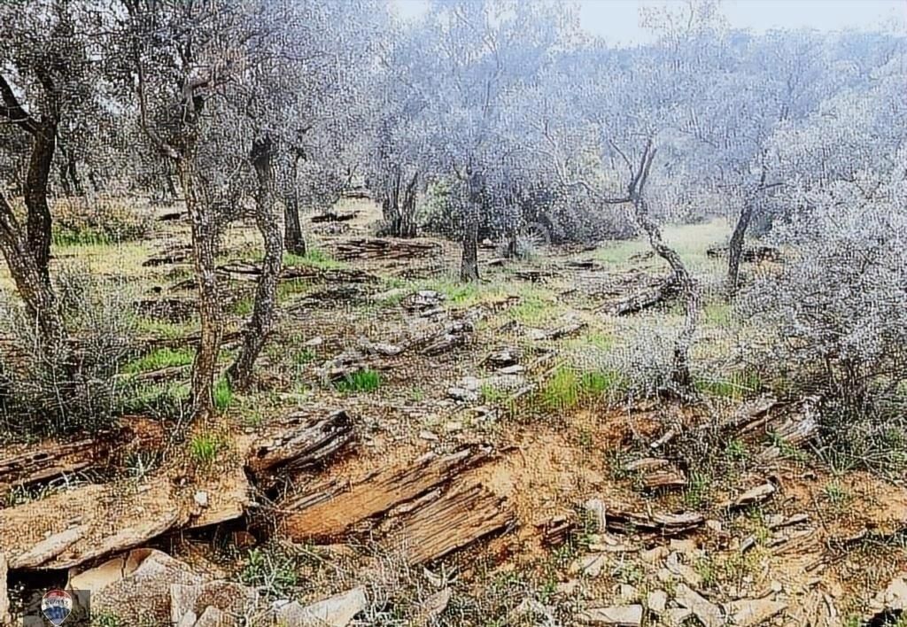 Bayındır Kızıloba 785 M2 Yolu Ve Verimli Ağaçlı Satılık Tarla - Görsel 29