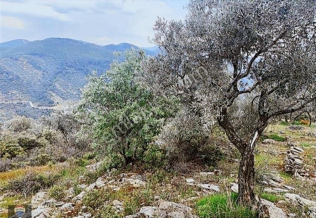 Bayındır Kızıloba 785 M2 Yolu Ve Verimli Ağaçlı Satılık Tarla - Görsel 16