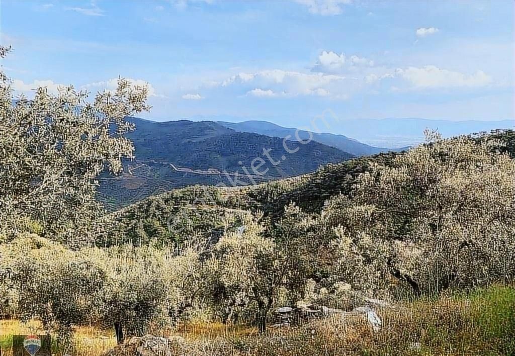 Bayındır Kızıloba 785 M2 Yolu Ve Verimli Ağaçlı Satılık Tarla - Görsel 9