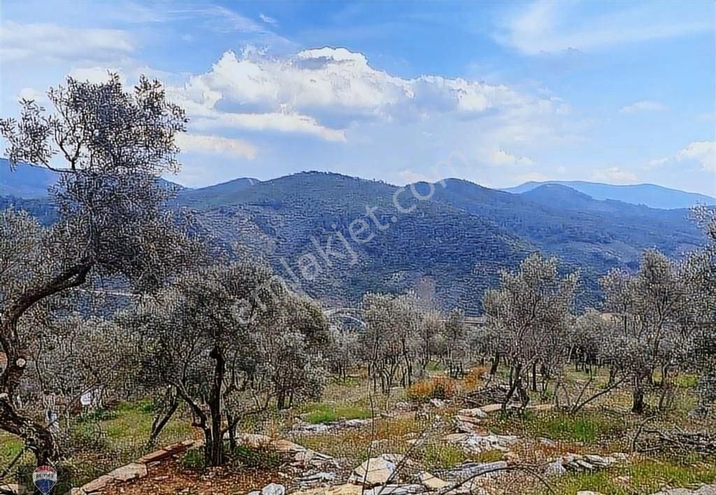 Bayındır Kızıloba 785 M2 Yolu Ve Verimli Ağaçlı Satılık Tarla - Görsel 31