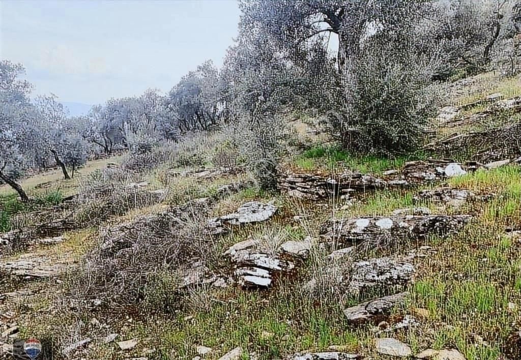 Bayındır Kızıloba 785 M2 Yolu Ve Verimli Ağaçlı Satılık Tarla - Görsel 3