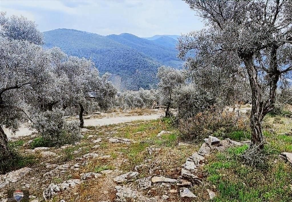 Bayındır Kızıloba 785 M2 Yolu Ve Verimli Ağaçlı Satılık Tarla - Görsel 5