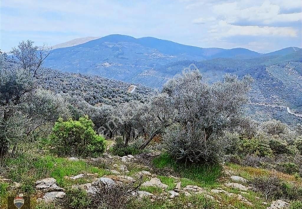 Bayındır Kızıloba 785 M2 Yolu Ve Verimli Ağaçlı Satılık Tarla - Görsel 19