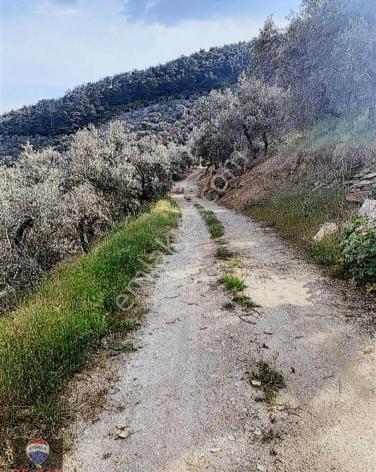 Bayındır Kızıloba 785 M2 Yolu Ve Verimli Ağaçlı Satılık Tarla - Görsel 18