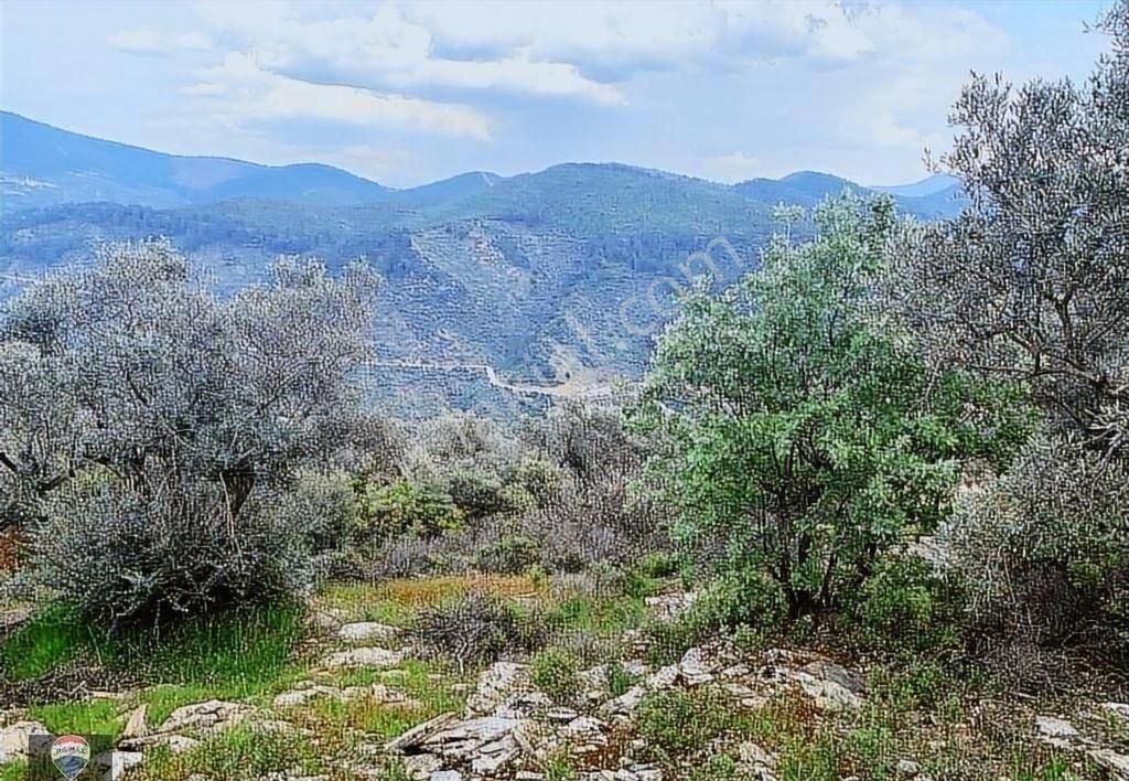 Bayındır Kızıloba 785 M2 Yolu Ve Verimli Ağaçlı Satılık Tarla - Görsel 4