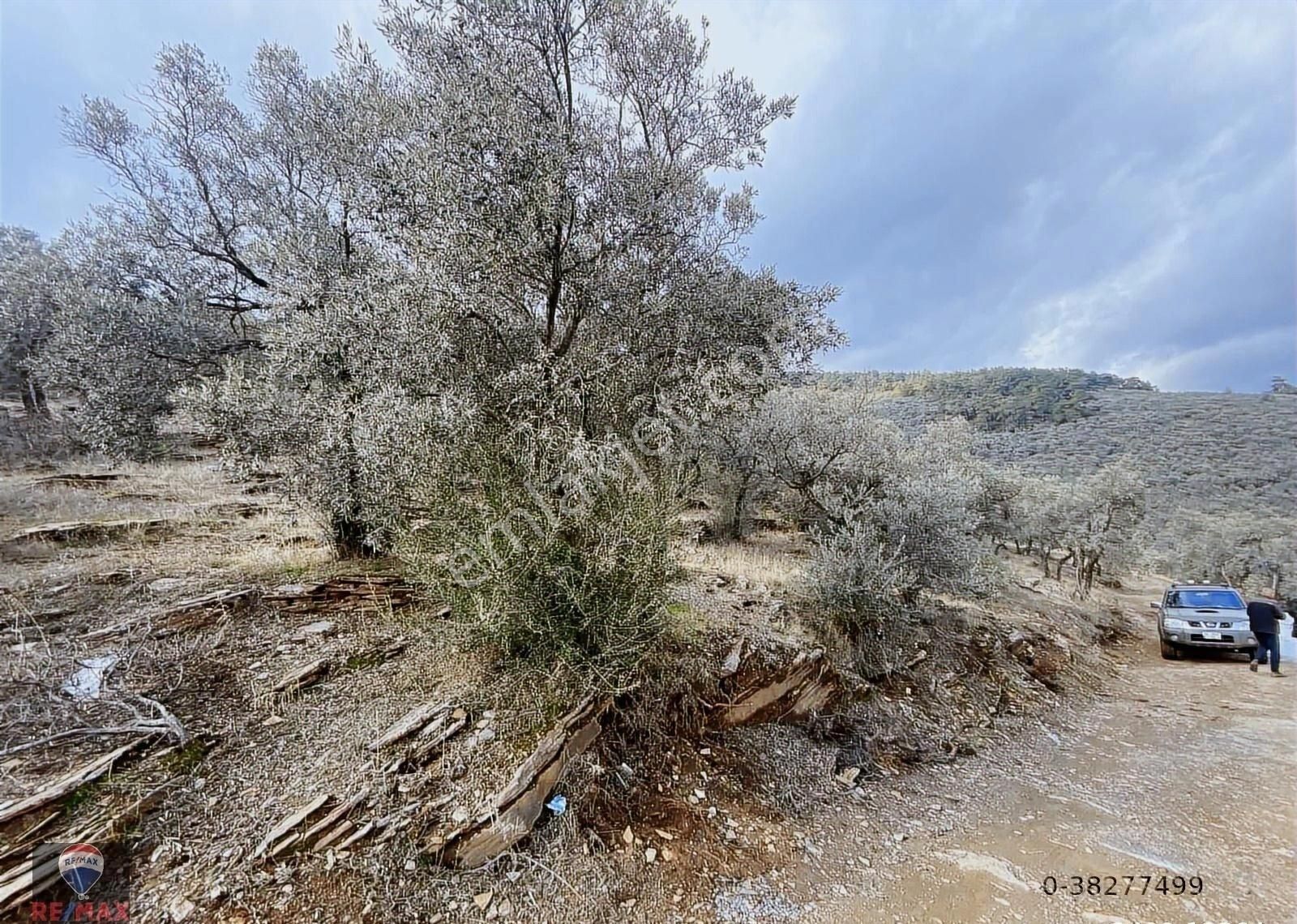 Bayındır Kızıloba 785 M2 Yolu Ve Verimli Ağaçlı Satılık Tarla - Görsel 17